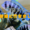 【熱帯魚】フロントーサお嫁に行きました。