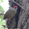 シマアフリカアオゲラ(Golden-tailed Woodpecker)など