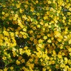 散歩の時に見つけた草花　　ヤマブキが奇麗!　&　キンランの保護