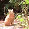 地域猫の居場所がなくなる