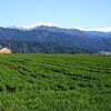 早春の田園風景