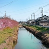 2月21日の鷲宮の河津桜は3分咲きでした！