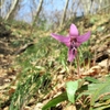 ◆'19/03/10     あの花は咲いた？　高館山へ①