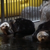 【神戸須磨海浜水族園ラッコ館】超貴重画像!!なんと2頭が同時上陸して毛づくろい!!【海のパンダ?癒やし】 