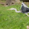 【冬到来】野鳥撮影の季節が来たので，望遠レンズをつけてリハビリ撮影してきました