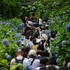 ✿明月院　あじさいで有名なお寺です❗