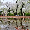 🍃雨上がりの上野公園の桜です❗