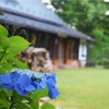 梅雨の晴れ間