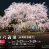 春夜の六義園　しだれ桜　ライトアップ　土蔵壁画プロジェクションマッピング　東京やきもち