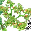 【西東京の植物絵手紙（75）…西東京市保谷町でヤブカラシに出会った！】