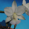 Cattleya walkeriana f.albescens `Sekka'