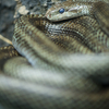 アオダイショウ Elaphe climacophora 