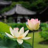 紫陽花の名所　三室戸寺