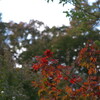 小林紅葉園2017年10月30日時点