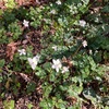 高尾山野草園　梅花黄蓮　節分草