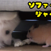 ハムスター カテゴリーの記事一覧 - ぬーさまLIFE！ BLOG