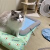 今日もまた着る毛布にくるまって休んだふくちゃん