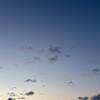 もずく