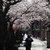 茶屋街の花見「主計町」（後篇）