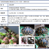 4月21日 Turtle Breeders Market 一般参加者受付中