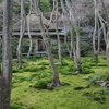 京都市右京区｜祇王寺（ぎおうじ）