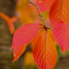 今年の紅葉2012：色づきは良好？！