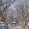 2017/03/28 府中散歩 02 府中駅前ケヤキ並木/大國魂神社