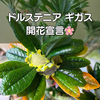 【開花宣言！】ドルステニア ギガス（Dorstenia gigas）の花が咲きました