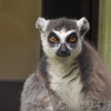 個体紹介　アンズ（夢見ヶ崎動物公園）