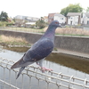 朝ホーホー、ホッホーと鳴いている鳥はフクロウ？　正体はハト！