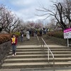 【梅ヶ丘の梅】羽根木公園の梅の開花状況は？