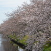 今年の桜