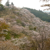 吉野の桜は人を救う