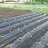 荏胡麻定植の続き