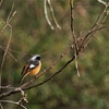 【野鳥観察＆写真】写真を撮れば楽しさ倍増！続・三木山森林公園でのバードウォッチング♪