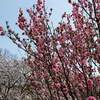 ２１世紀の森と広場 紅葉 見ごろ時期は？
