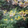 花を見て、鳥を見て