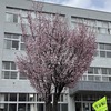 札幌市内もちらほら桜の開花が進んでます＜北海道の桜前線情報＞