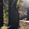 ワークマンの話題から柚子狩りへ