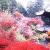 　隣町滋賀県湖南の紅葉模様