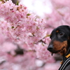 岡崎の河津桜とサンちゃん