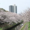 海老川の桜もようやく満開「船橋市：海老川」