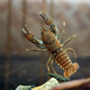 ニホンザリガニ Cambaroides japonicus