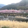 日本一早い河津桜の大渋滞回避情報