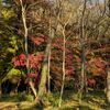 １２．１７（火・晴れ）プロパガンダ―、騙されやすい国民、市民。