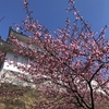 栃木県の桜：宇都宮城址公園2022「河津桜」