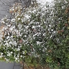 再び雪が　その前に蕾チェックとブロッコリーの植え替えを済ませました