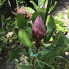 キングプロテア・リトルプリンスの蕾。6月21日のようす。