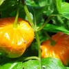 ほうずき。。