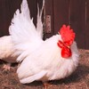 鳥インフルの問題と感染リスクと其処理方法